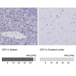 CD7 Antibody, Novus Biologicals 25 &mu;L, Unlabeled:Antibodies, Polyclonal